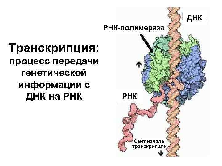 ДНК РНК-полимераза Транскрипция: процесс передачи генетической информации с ДНК на РНК Сайт начала транскрипции