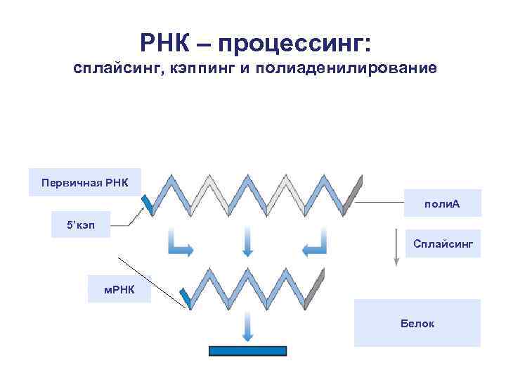 РНК – процессинг: сплайсинг, кэппинг и полиаденилирование Первичная РНК поли. А 5’кэп Сплайсинг м.