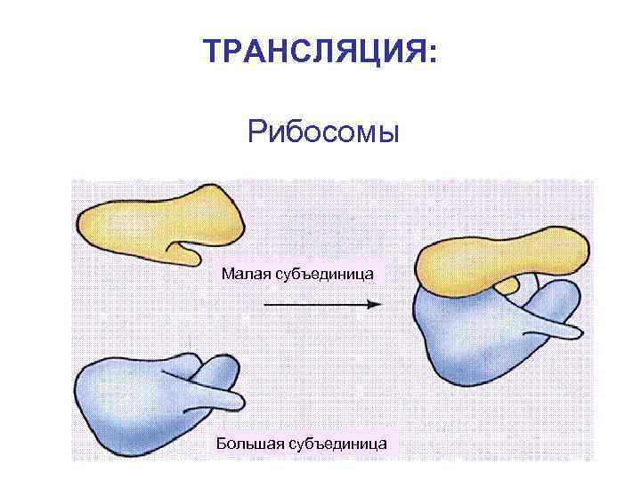 ТРАНСЛЯЦИЯ: Рибосомы Малая субъединица Большая субъединица 