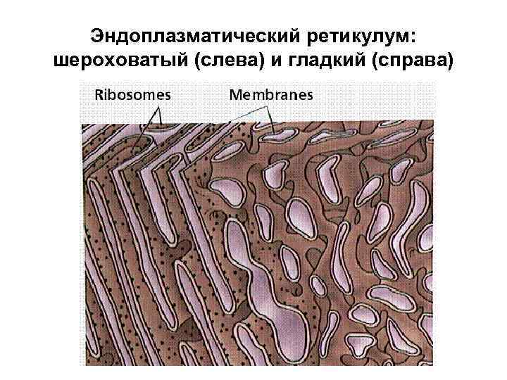 Эндоплазматический ретикулум: шероховатый (слева) и гладкий (справа) 