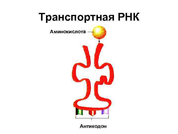 Транспортная РНК Аминокислота Антикодон 