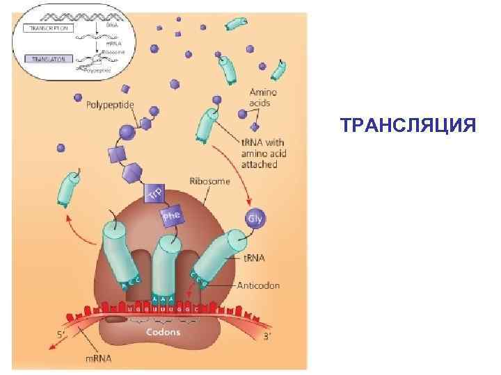 ТРАНСЛЯЦИЯ 