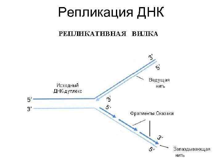 Репликация ДНК 