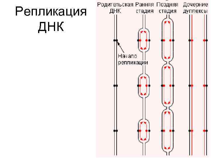 Днк способности. Репликон ДНК. Репликоны ДНК.