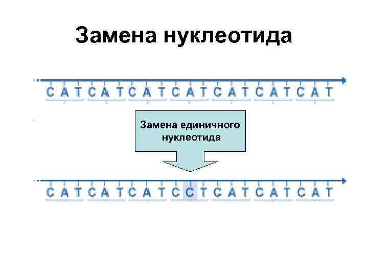 Замена нуклеотида Замена единичного нуклеотида 