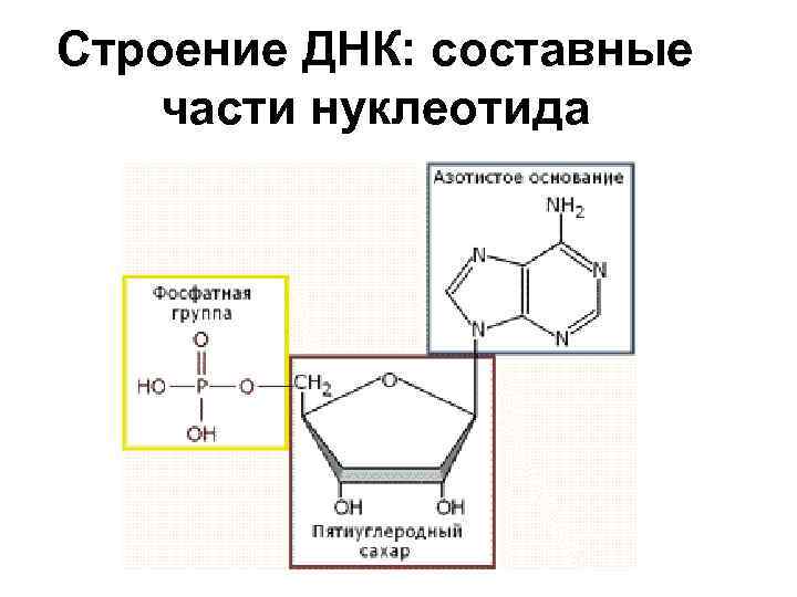 Крахмал нуклеотид. Строение нуклеотида ДНК. Схема строения нуклеотида ДНК. Схема нуклеотида. Составные части нуклеотида.