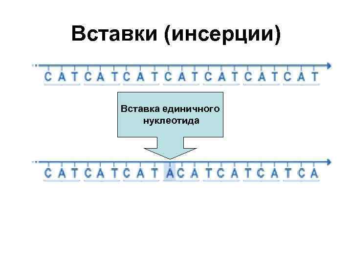 Вставки (инсерции) Вставка единичного нуклеотида 