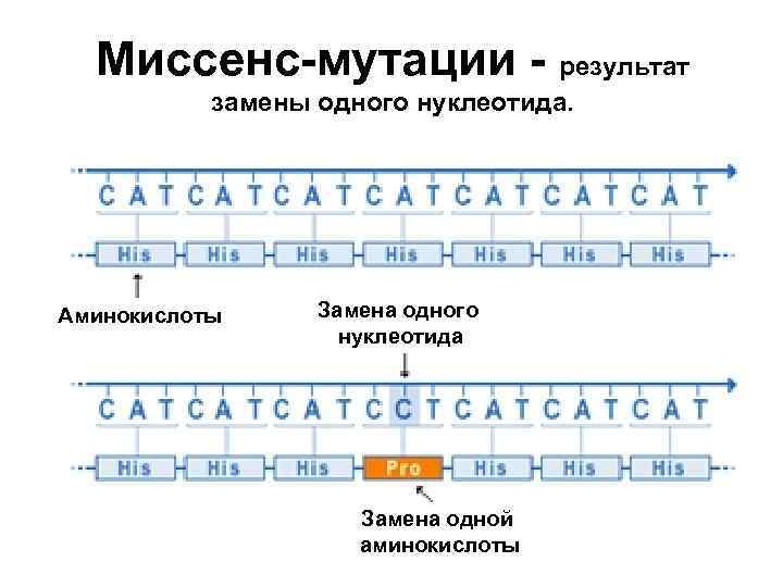 Миссенс-мутации - результат замены одного нуклеотида. Аминокислоты Замена одного нуклеотида Замена одной аминокислоты 