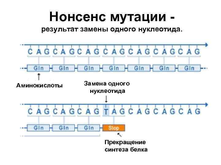 Гцгггцтатгатцтг в результате замены одного нуклеотида. Прекращение синтеза белка. Фреймшифт мутации. Замена одного нуклеотида на другой вид мутации. Миссенс и нонсенс мутации.