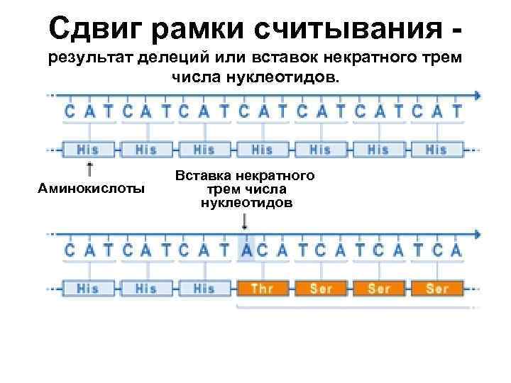 Сдвиг рамки считывания результат делеций или вставок некратного трем числа нуклеотидов. Аминокислоты Вставка некратного