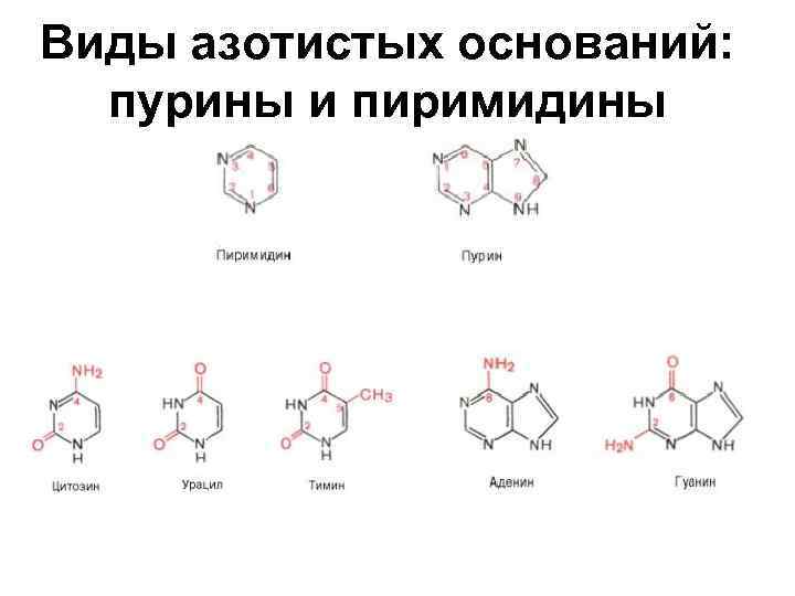 Виды азотистых оснований: пурины и пиримидины 