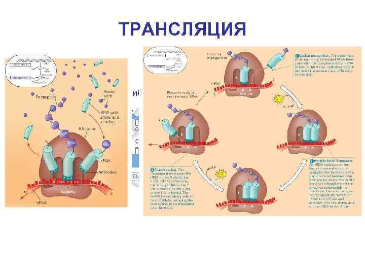 ТРАНСЛЯЦИЯ Рибосома m. РНК (матрица) т. РНК Полипептид 