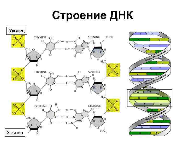 3 конец днк. Строение ДНК 5 И 3 концы. Строение ДНК антипараллельность. Строение 3’, 5’ концов цепей ДНК..