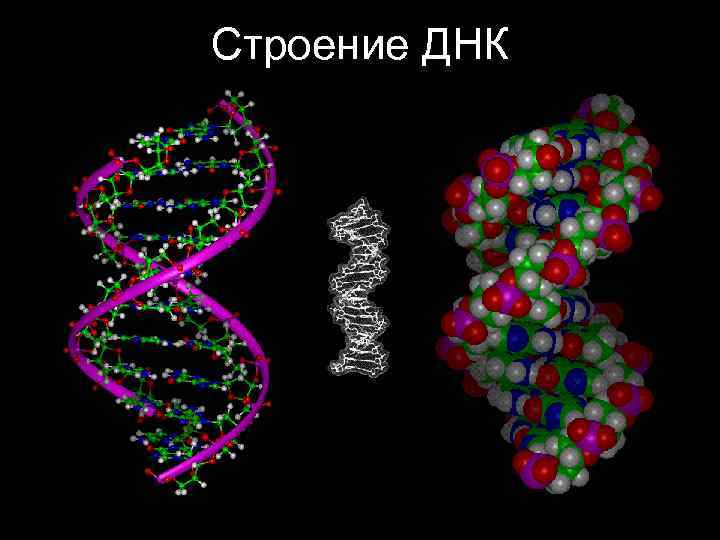 Строение ДНК 