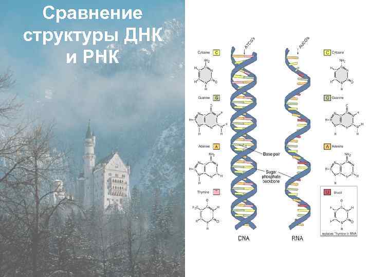 Сравнение структуры ДНК и РНК 