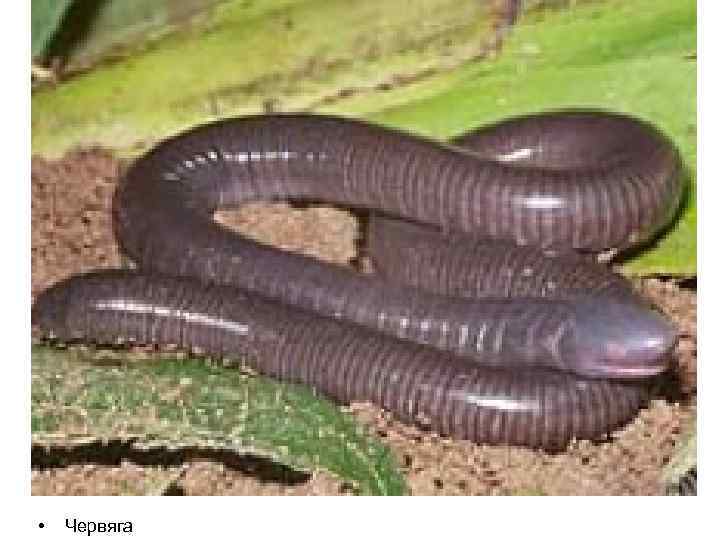  • Червяга 