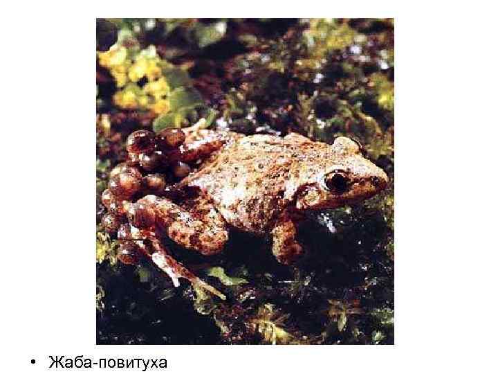  • Жаба-повитуха 
