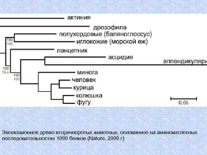 Эволюционное древо вторичноротых животных, основанное на аминокислотных последовательностях 1090 белков (Nature, 2009 г) 