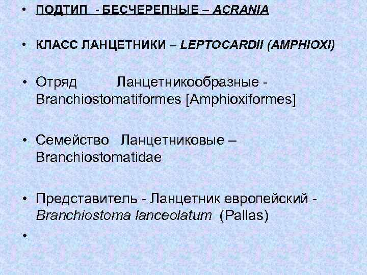  • ПОДТИП - БЕСЧЕРЕПНЫЕ – ACRANIA • КЛАСС ЛАНЦЕТНИКИ – LEPTOCARDII (AMPHIOXI) •