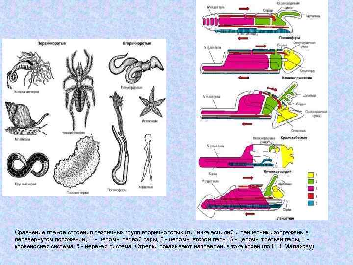 Сравнение планов строения различных групп вторичноротых (личинка асцидий и ланцетник изображены в перевернутом положении).