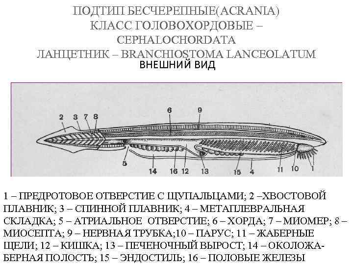 Ланцетник строение рисунок с надписями