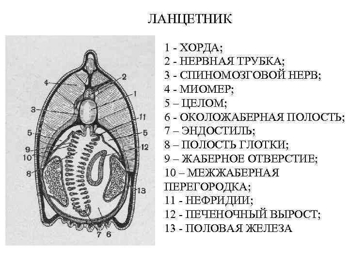 Поперечный разрез ланцетника