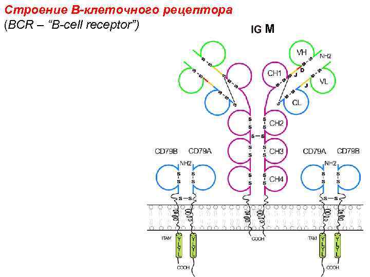 Строение В-клеточного рецептора (BCR – “B-cell receptor”) M 