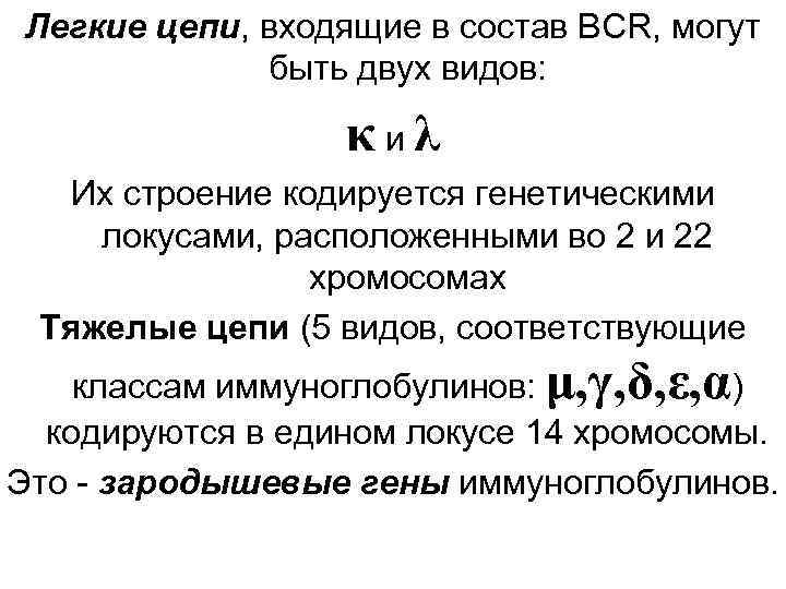 Легкие цепи, входящие в состав BCR, могут быть двух видов: κиλ Их строение кодируется