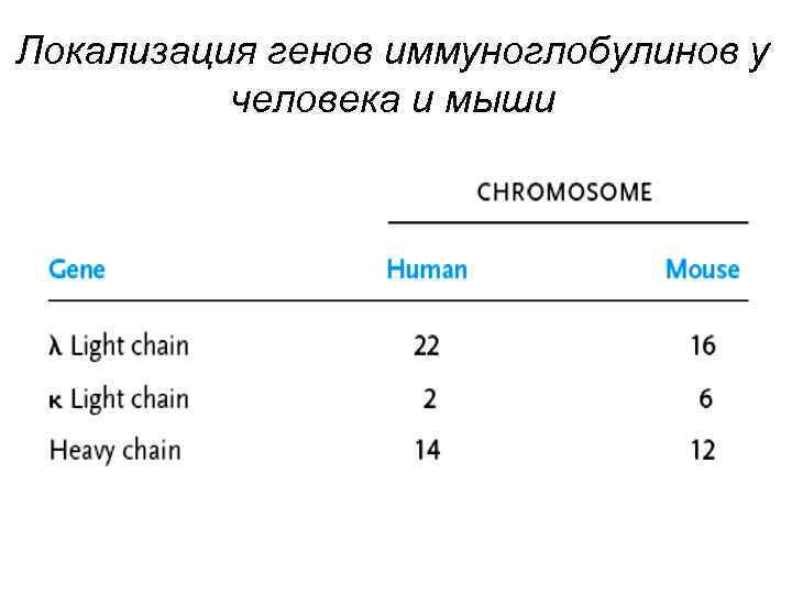 Локализация генов иммуноглобулинов у человека и мыши 