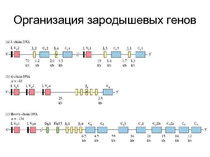 Организация зародышевых генов 