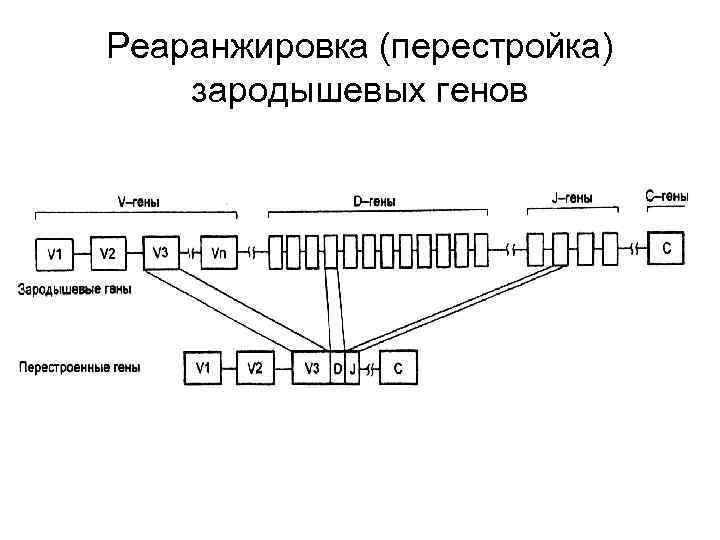 Реаранжировка (перестройка) зародышевых генов 