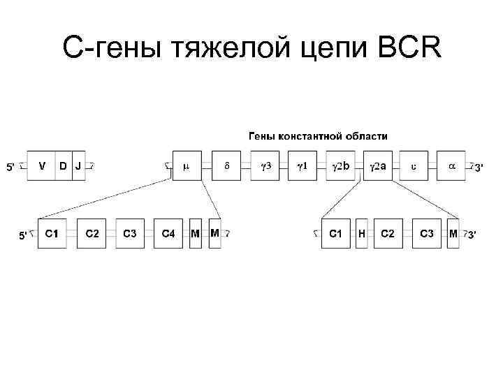 С-гены тяжелой цепи BCR 