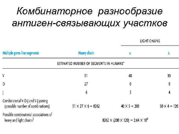 Комбинаторное разнообразие антиген-связывающих участков 