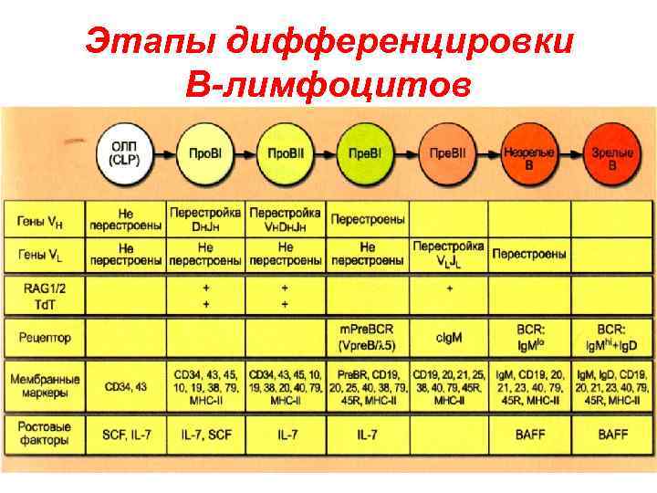 Этапы дифференцировки B-лимфоцитов 