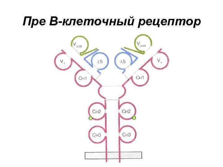 Пре В-клеточный рецептор 