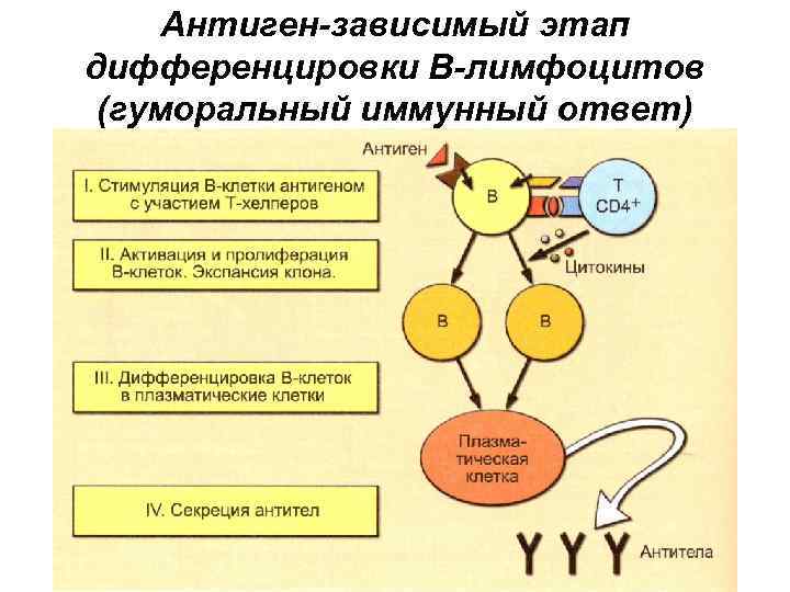 Антиген-зависимый этап дифференцировки В-лимфоцитов (гуморальный иммунный ответ) 