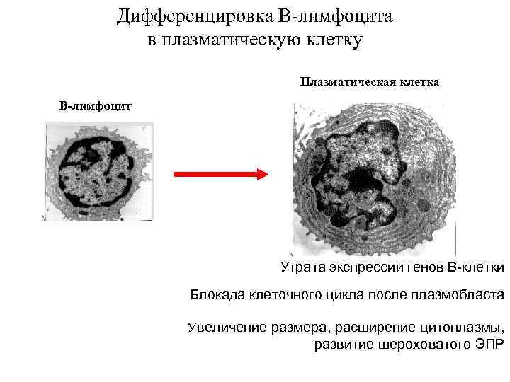 Дифференцировка В-лимфоцита в плазматическую клетку Плазматическая клетка B-лимфоцит Утрата экспрессии генов В-клетки Блокада клеточного