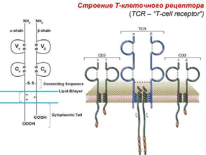 Строение T-клеточного рецептора (TCR – “T-cell receptor”) 