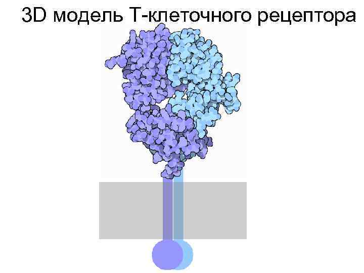 3 D модель T-клеточного рецептора 