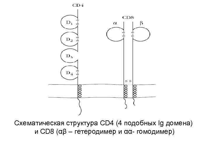 Схематическая структура CD 4 (4 подобных Ig домена) и CD 8 (αβ – гетеродимер