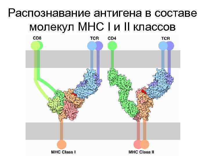 Распознавание антигена в составе молекул МНС I и II классов 