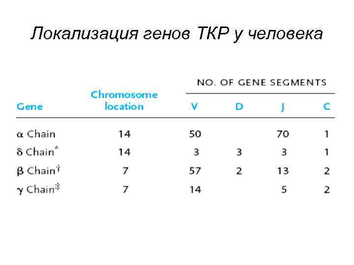 Локализация генов ТКР у человека 