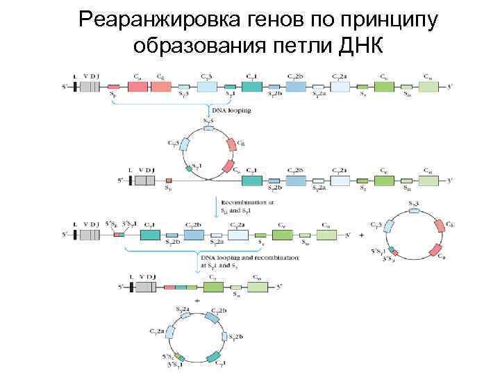 Реаранжировка генов по принципу образования петли ДНК 