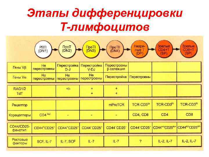 Этапы дифференцировки Т-лимфоцитов 