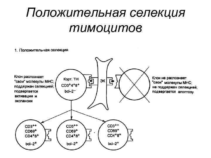 Положительная селекция тимоцитов 