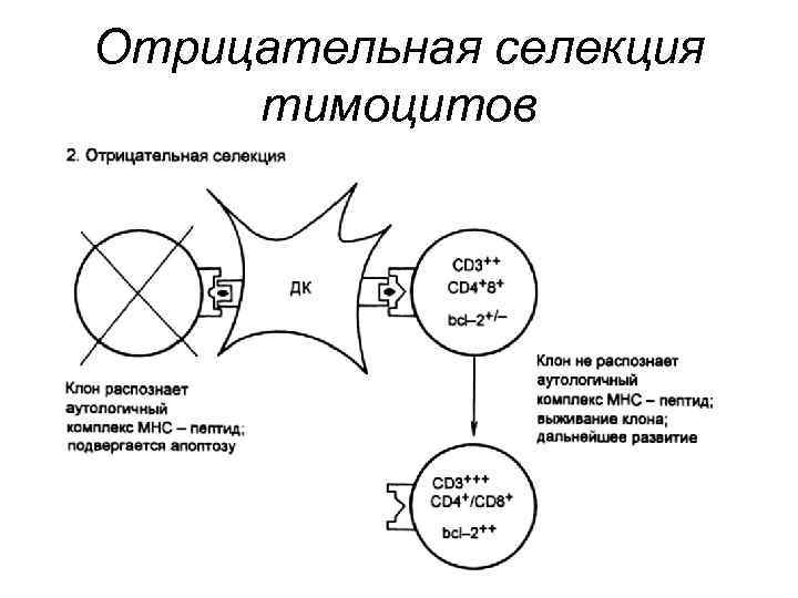 Отрицательная селекция тимоцитов 