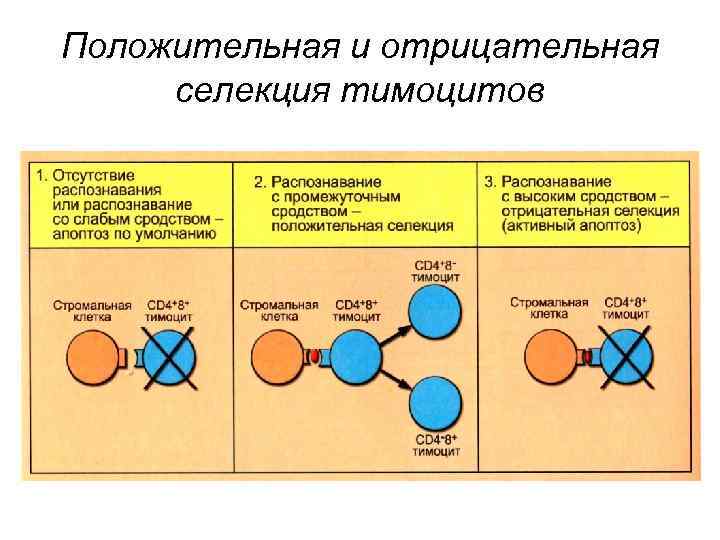 Каким номером на рисунке обозначен метод который используется для изучения процессов дифференцировки