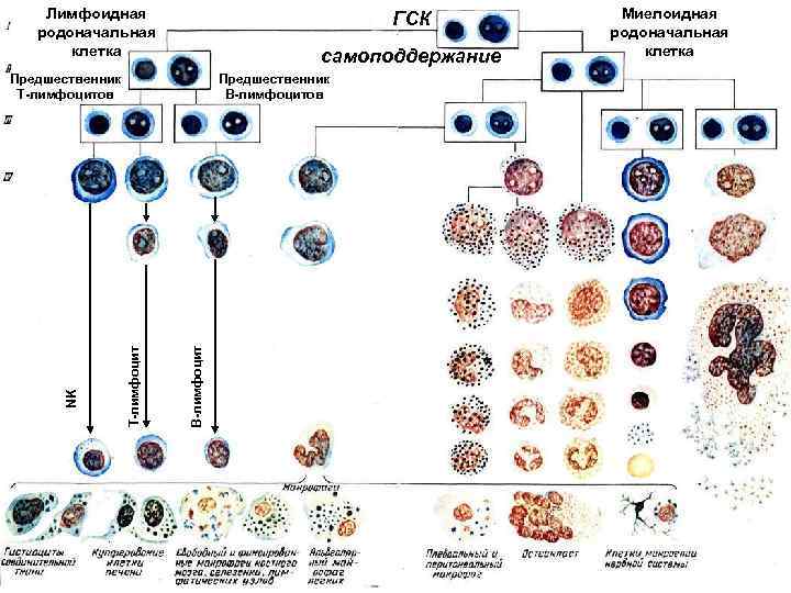 Лимфоидная родоначальная клетка ГСК самоподдержание В-лимфоцит Предшественник В-лимфоцитов Т-лимфоцит NK Предшественник Т-лимфоцитов Миелоидная родоначальная