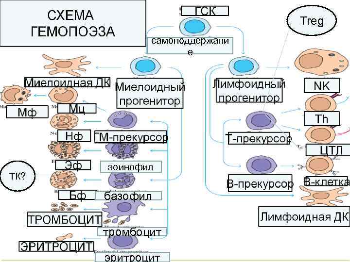 Treg самоподдержани е ТК? эоинофил базофил тромбоцит эритроцит 