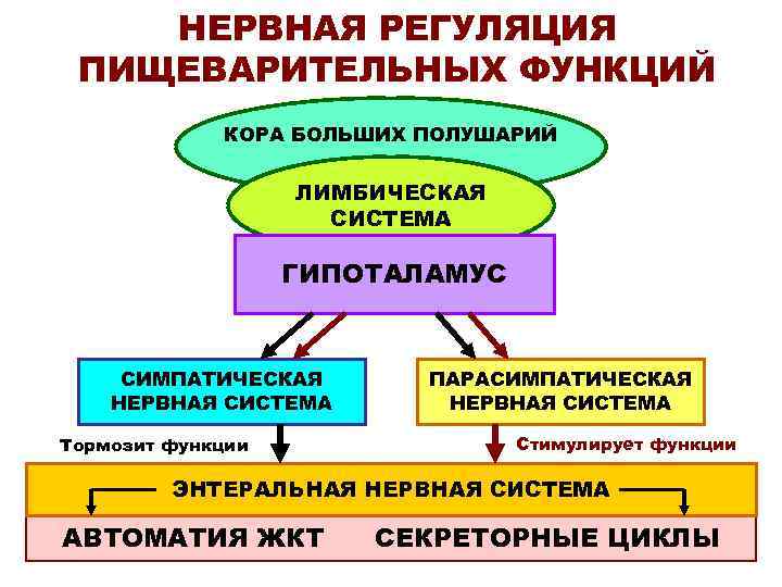 НЕРВНАЯ РЕГУЛЯЦИЯ ПИЩЕВАРИТЕЛЬНЫХ ФУНКЦИЙ КОРА БОЛЬШИХ ПОЛУШАРИЙ ЛИМБИЧЕСКАЯ СИСТЕМА ГИПОТАЛАМУС СИМПАТИЧЕСКАЯ НЕРВНАЯ СИСТЕМА Тормозит